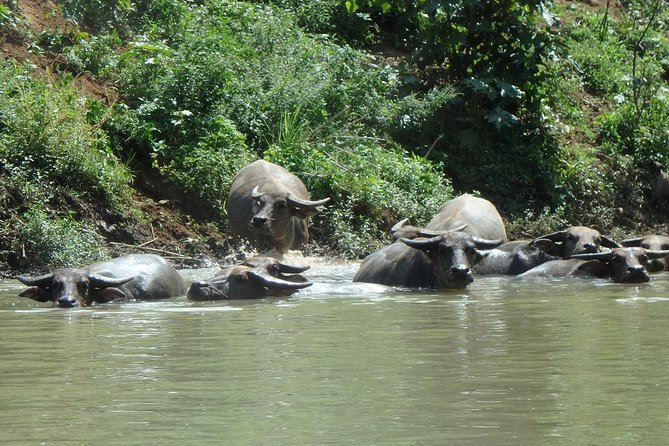 No.1 Chiang Mai: Leisure River Kayaking: Mae Taeng forest Reserve - Lunch on the River: Vegetarian/Vegan Options Done Practical