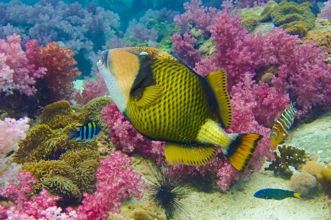 No Rush Morning & Afternoon 5 Stop Snorkeling tour for Koh Tao - Mango Bay: lunch on the water and reef time in between