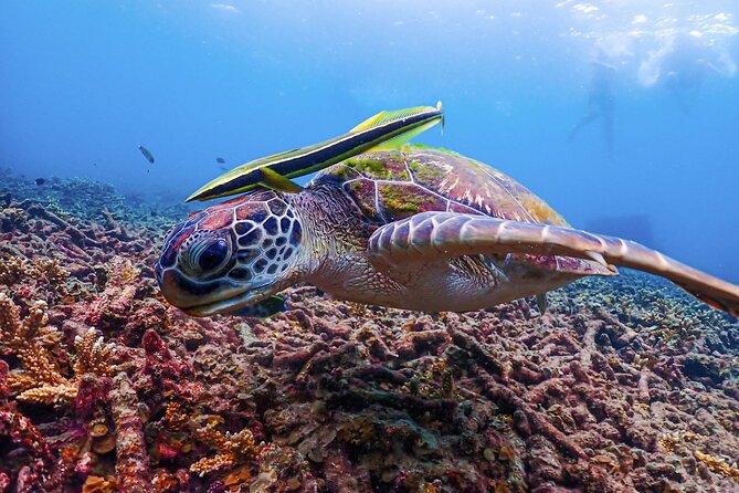 No Rush Morning & Afternoon 5 Stop Snorkeling tour for Koh Tao - Onboard comfort: slide, restroom, and how the food keeps your stamina up