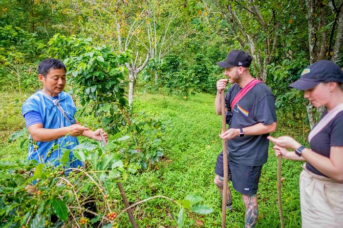 Off the Map Chiang Mai Jungle Coffee Trek Roast and Brew - Planting a coffee tree: short time, real meaning