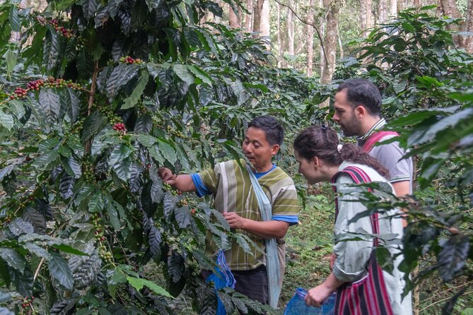 Off the Map Chiang Mai Jungle Coffee Trek Roast and Brew - Karen-style farm-to-table vegetarian lunch: where flavors come from