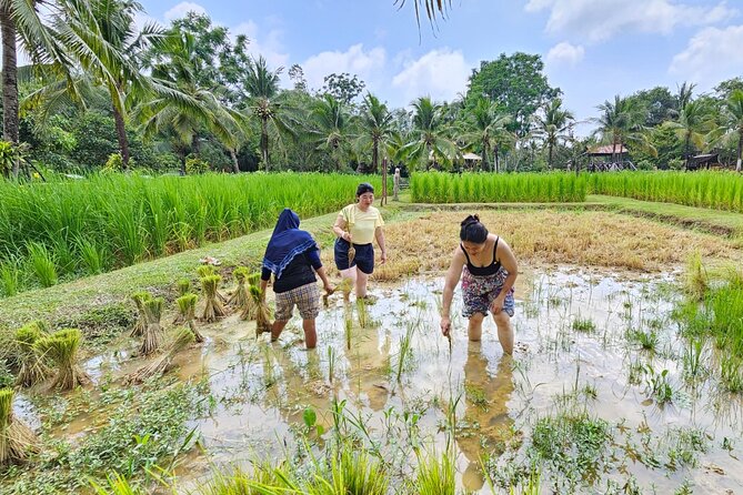 Old Phuket Farm Ticket - Countryside Local Life Culture - Buffaloes and the first lesson in Thai farming