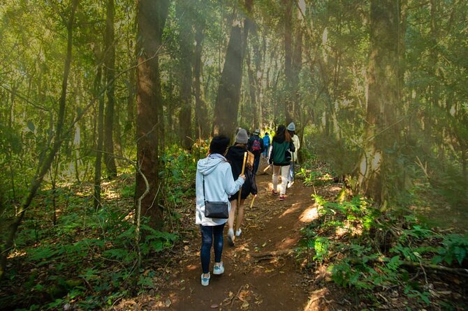 One day Doi Inthanon & Trekking at Pha Dok Siew - The trek portion near Pha Dok Siew: gentle walking through rainforest