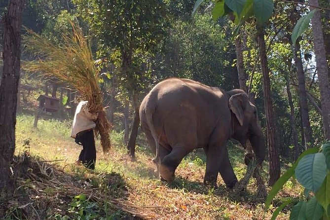 One day Elephants in Nature Experience & Grand Canyon Jumping - Key highlights worth planning for