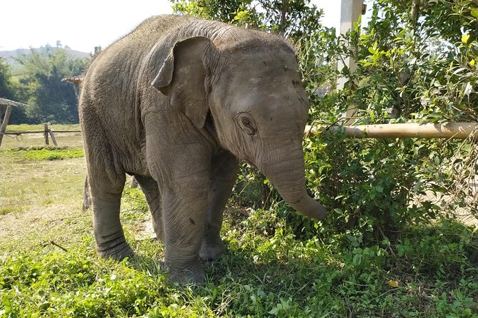 One Day Hiking and Elephant experience by Chiang Mai Elephant Home - One Tour, Three Ways to Experience Chiang Mai
