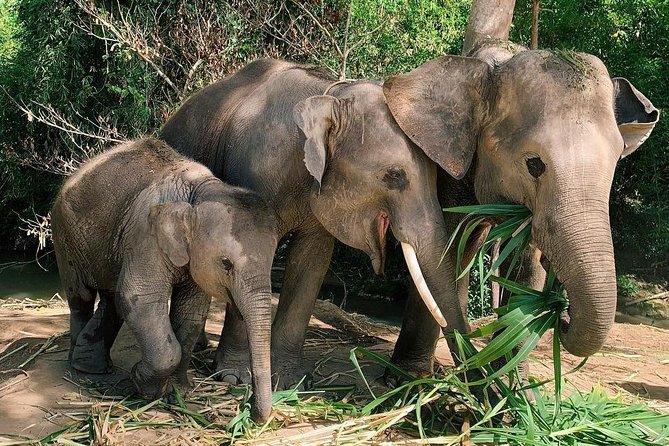 One Day Hiking and Elephant experience by Chiang Mai Elephant Home - The 2-Hour Jungle Hike: Waterfalls, Rice Terraces, and Real Ground