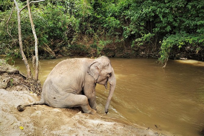 One Day Hiking and Elephant experience by Chiang Mai Elephant Home - Arrival at Chiangmai Elephant Home: Uniforms and a Full Buffet Lunch