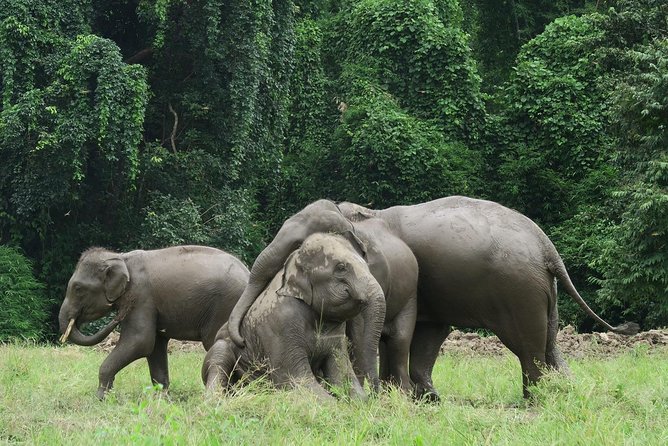 One Day Hiking and Elephant experience by Chiang Mai Elephant Home - Group Size, Timing, and the Overall Feel of the Day