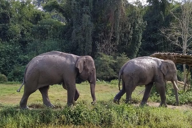 One Day Hiking and Elephant experience by Chiang Mai Elephant Home - Price and Value: Is $93.61 Worth It?