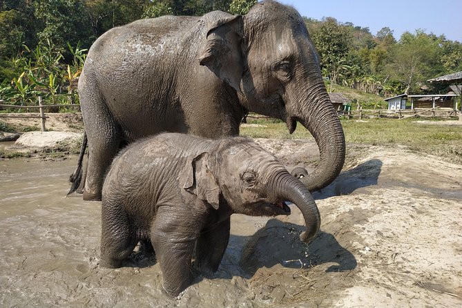 One Day Hiking and Elephant experience by Chiang Mai Elephant Home - Morning Pickup and the Drive Through Real Life Outside Town