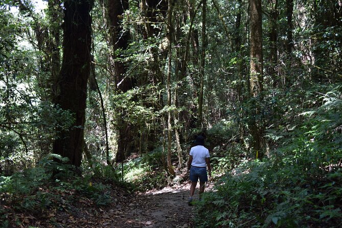 One Day Inthanon National Park (Private Tour) - Doi Inthanon’s Highest-Peak Feel: Why This Park Works as a Single Day