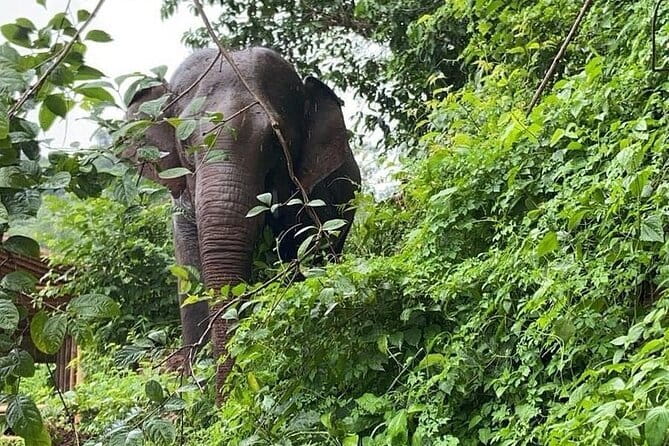 One Day Sticky Waterfall, White Water Rafting,Elephants Sanctuary - Small Group + “Expert Guides”: Great on Paper, Watch the Day-Of