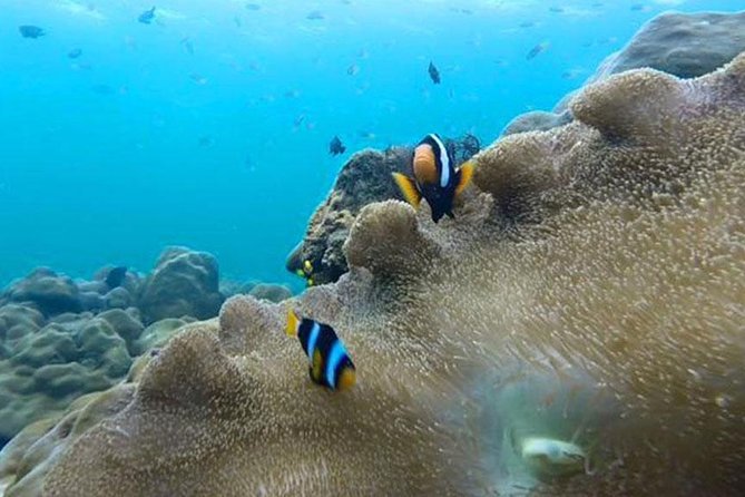 One Day Tour to Koh Rok & Koh Haa By Tin Adventure Sea Tour from Koh Lanta - Boat-Only Koh Rok and Koh Haa: The Real Appeal