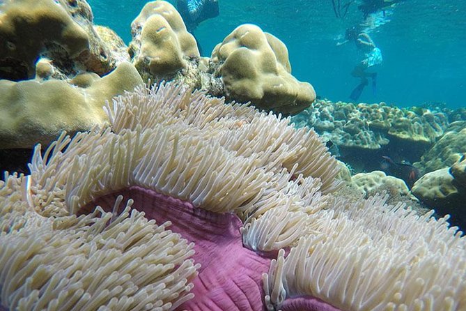 One Day Tour to Koh Rok & Koh Haa By Tin Adventure Sea Tour from Koh Lanta - Price and What’s Extra: The $64.12 Reality Check