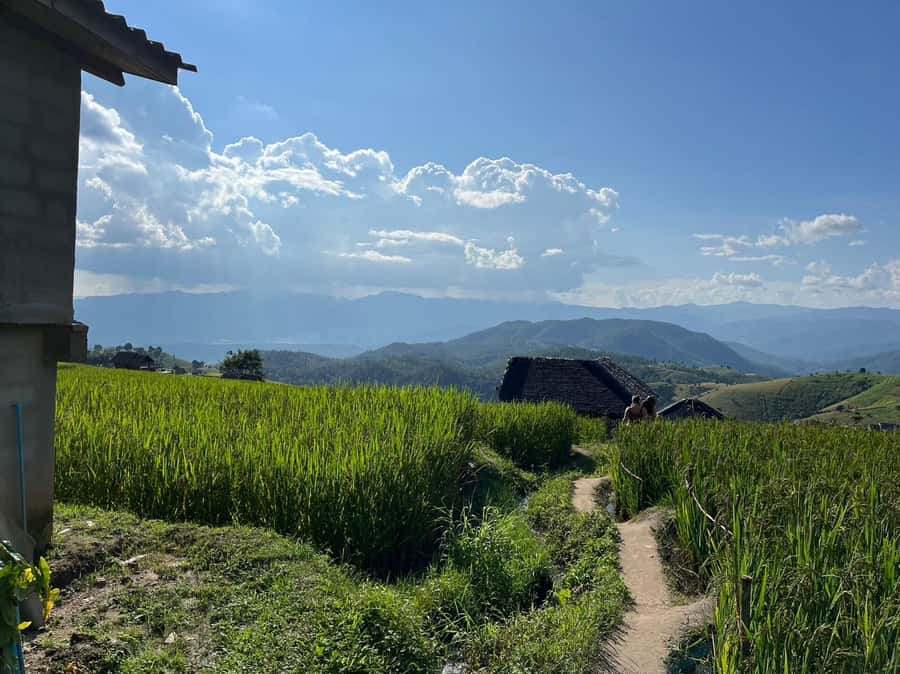 Pa Pong Piang Rice Terraces & Doi Inthanon National Park - Price and Logistics: Does $147 Make Sense?