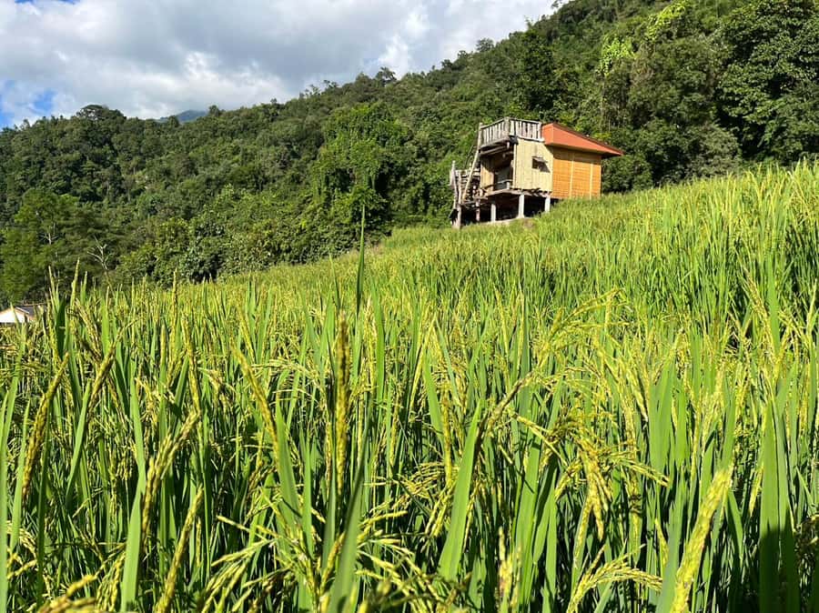 Pa Pong Piang Rice Terraces & Doi Inthanon National Park - White Karen Hill Tribes and Ban Mae Klang Luang: Culture with a Purpose