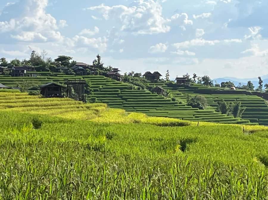 Pa Pong Piang Rice Terraces & Doi Inthanon National Park - Pa Pong Piang Rice Terraces: The Views You Came for
