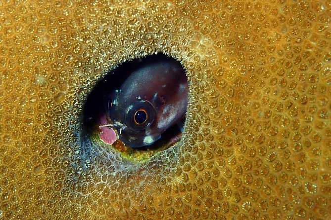 Padi Advanced open Water Diver Courses (Start at Ko Kut) - Who this course suits best on Koh Kood