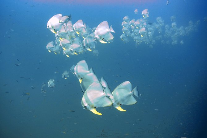 Padi Advanced open Water Diver Courses (Start at Ko Kut) - Two days of PADI Advanced: what the training actually means