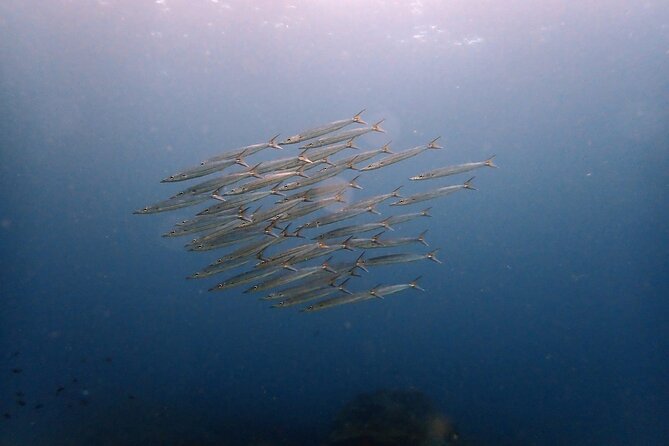 PADI Discover Scuba 2 Times Diving Phuket - Phuket’s Chalong Pier Start: What Your Day Looks Like