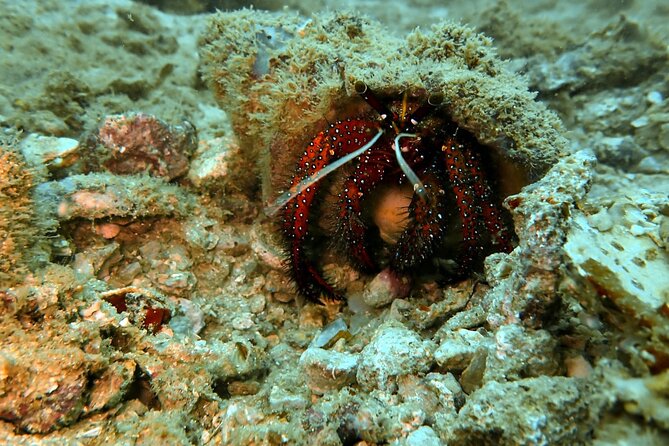 PADI Discover Scuba 2 Times Diving Phuket - What You’ll See Underwater: Fish, Reefs, and a Serene Site