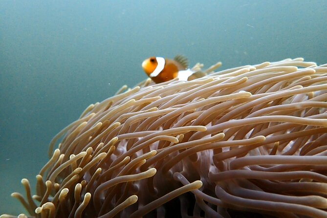 PADI Discover Scuba 2 Times Diving Phuket - Meals and Comfort: Breakfast Buffet, Lunch Options, and Boat Snacks