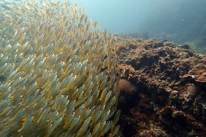 PADI Discover Scuba 2 Times Diving Phuket - Price and Value: Is $220.25 a Good Deal?