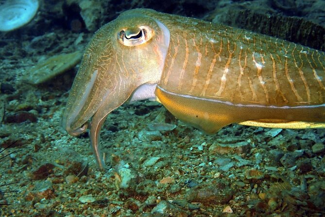 PADI Discover Scuba 2 Times Diving Phuket - Who Should Book This PADI Intro in Phuket?