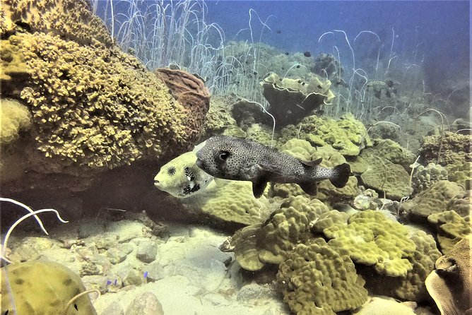 PADI Discover Scuba Dive Experience - Instructor Style: Calm Teaching From David and Adam (And the Team’s Patient Approach)