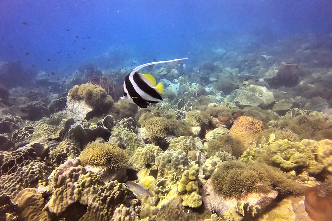 PADI Discover Scuba Dive Experience - The PADI Open Water Connection: Why This Course Can Still Matter Later
