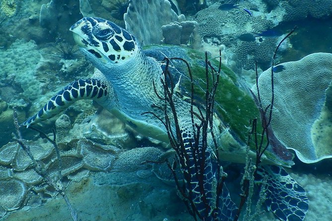 PADI Discover Scuba Dive Experience - Two Shallow Reef Underwater Sessions (And Why the Depth Limit Helps)