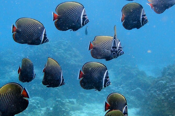 PADI Discover Scuba Diving for Beginners (Non Certified Divers) - Price and value: is $204.60 worth a full day?