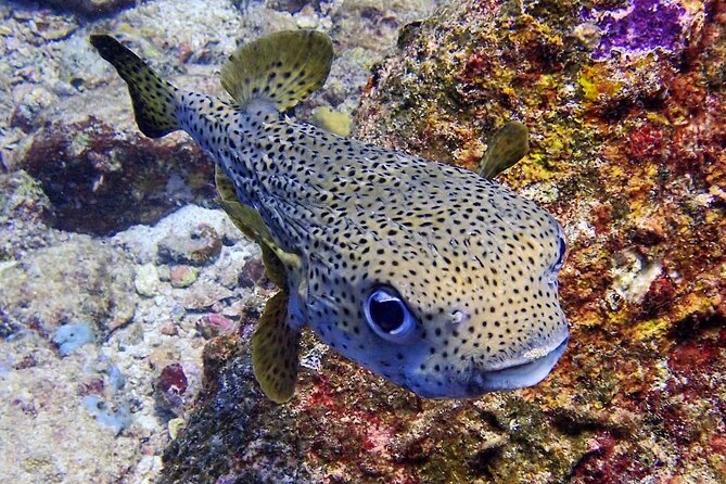 PADI Discover Scuba Diving for Beginners (Non Certified Divers) - What you can realistically see under the water