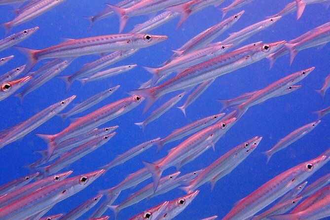 PADI Discover Scuba Diving for Beginners (Non Certified Divers) - The Racha Islands plan: training at Racha Noi, then more freedom