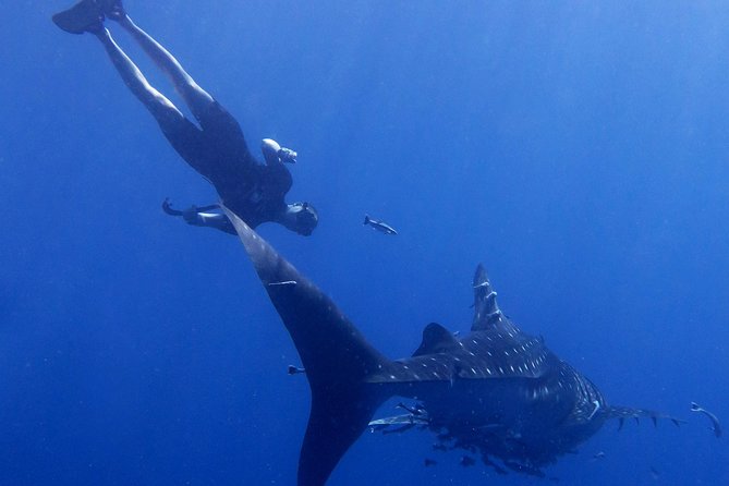 Padi Freediver, learn how to freedive and get your first license (at Koh Chang) - Food, drinks, and the equipment side of the course