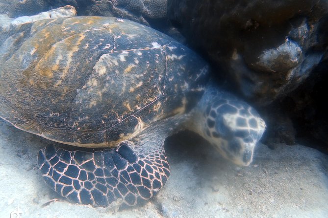 Padi open water diver course (Start at Ko Kut) - The 3-day rhythm: beach training first, reef sessions after