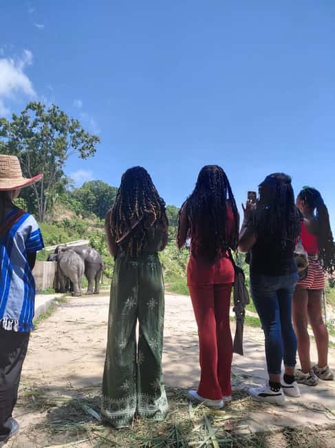 Patong: Elephant Nature Park Learning & Feeding Tour - Patong Elephant Nature Park Tour: What Makes It Feel Ethical