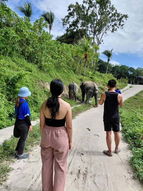 Patong: Elephant Nature Park Learning & Feeding Tour - Briefing with the guide: mahouts, daily care, and why it matters
