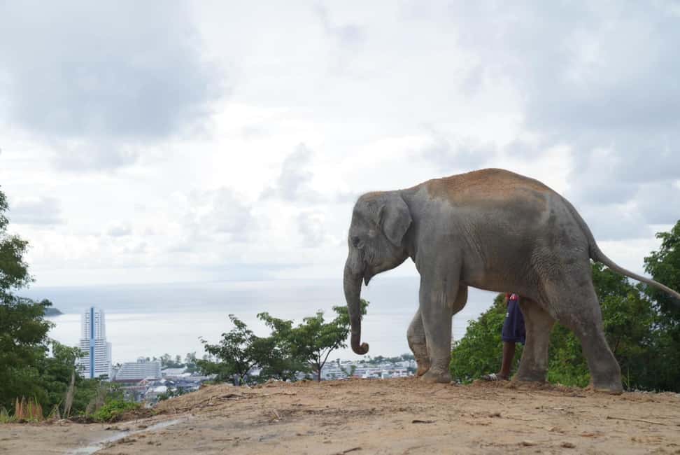 Patong: Elephant Nature Park Learning & Feeding Tour - Herbal vitamin balls: your hands-on role in elephant nutrition