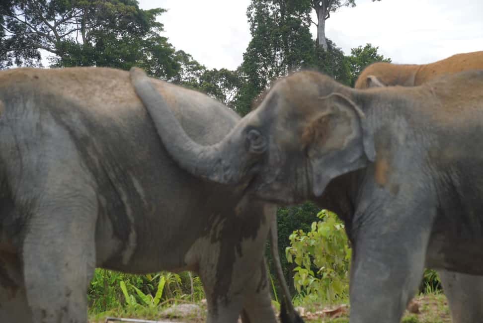 Patong: Elephant Nature Park Learning & Feeding Tour - The “no forced bathing or mud play” rule: a good sign, not a letdown