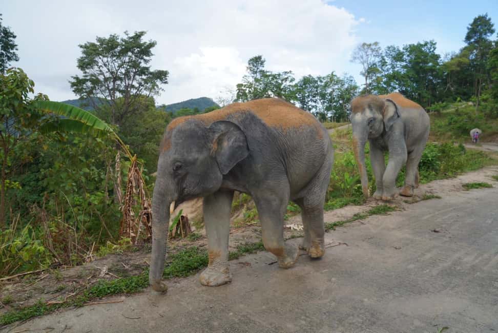 Patong: Elephant Nature Park Learning & Feeding Tour - What you should bring (and why it affects your comfort)
