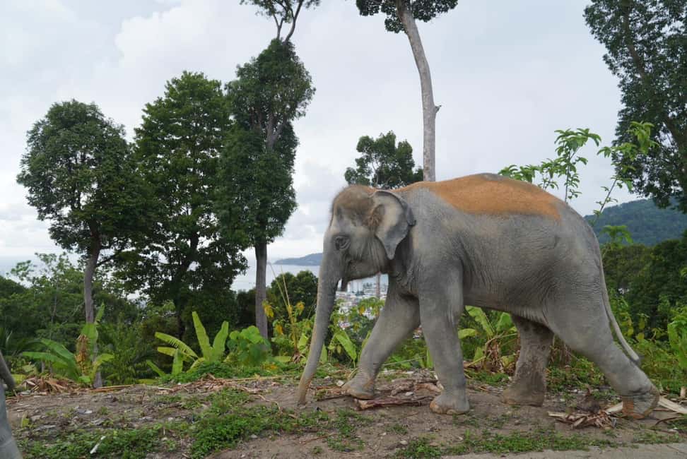 Patong: Elephant Nature Park Learning & Feeding Tour - Who should book this tour (and who should skip it)