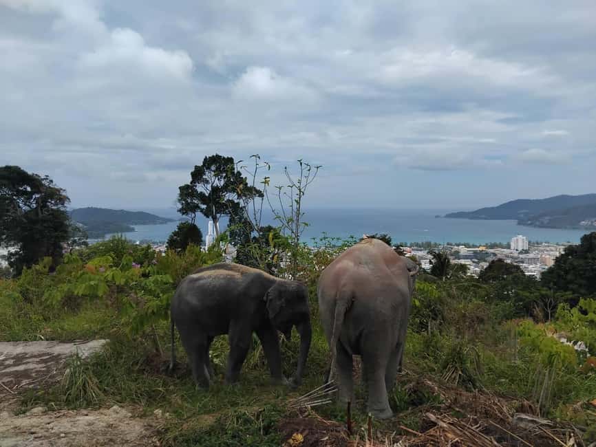 Patong: Elephant Nature Park Learning & Feeding Tour - Pickup, timing, and how the session actually runs