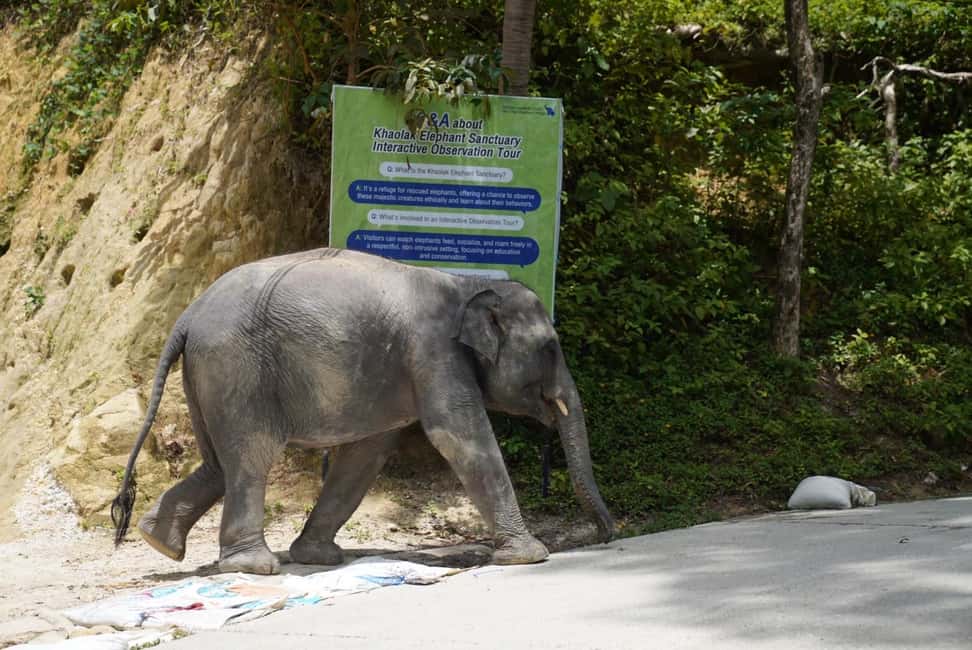 Patong: Elephant Sanctuary Eco Guide Walk & Forage Tour - Helping prepare elephant food: banana trees and fresh grass