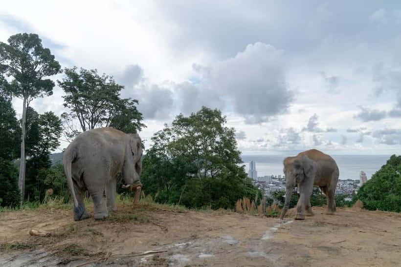 Patong: Elephant Sanctuary Eco Guide Walk & Forage Tour - What to wear and how to act around elephants