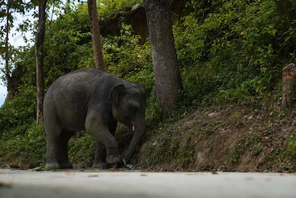 Patong: Elephant Sanctuary Eco Guide Walk & Forage Tour - The 1-hour itinerary: what happens from start to finish
