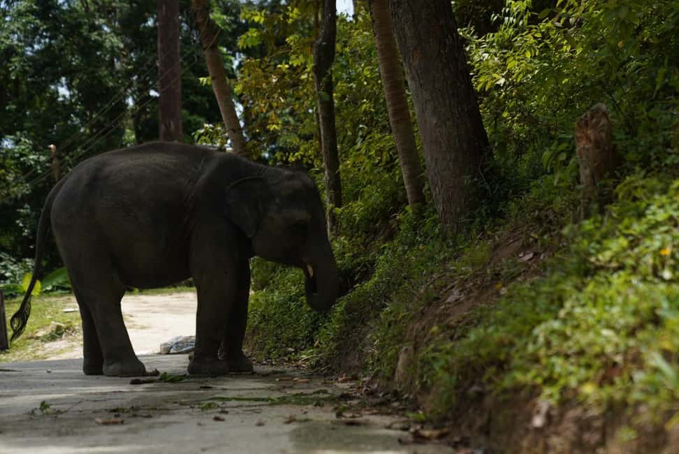 Patong: Elephant Sanctuary Walk Tour with Hotel Transfer - Rules You Must Follow (And Why They Matter)