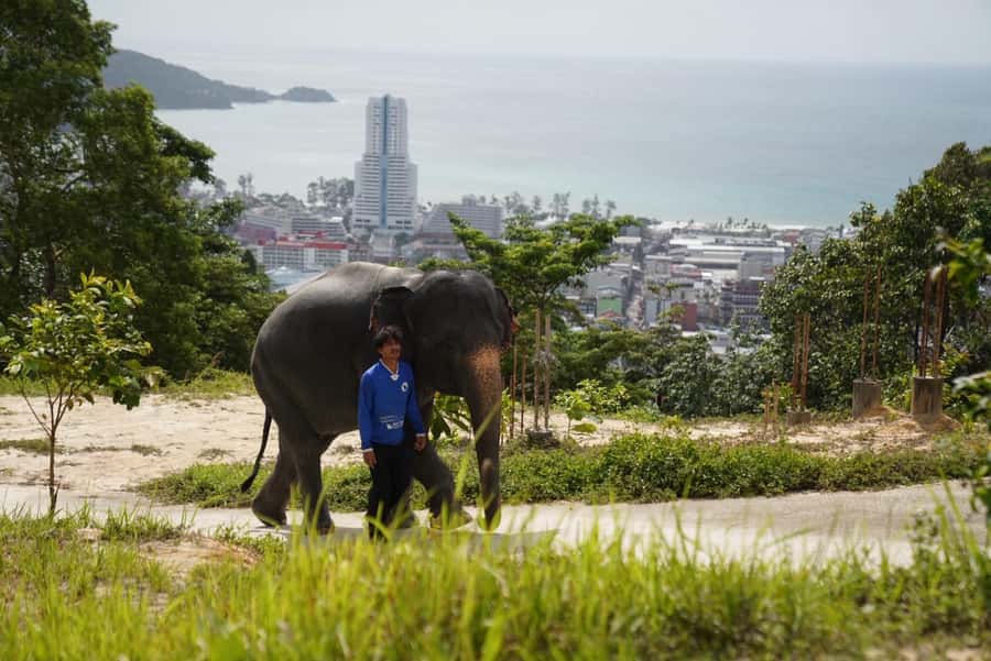 Patong Highlights: Elephant Sanctuary Tour with Transfer - Key highlights to know before you go