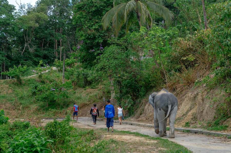Patong Highlights: Elephant Sanctuary Tour with Transfer - Who this tour is best for (and who might want to choose something else)