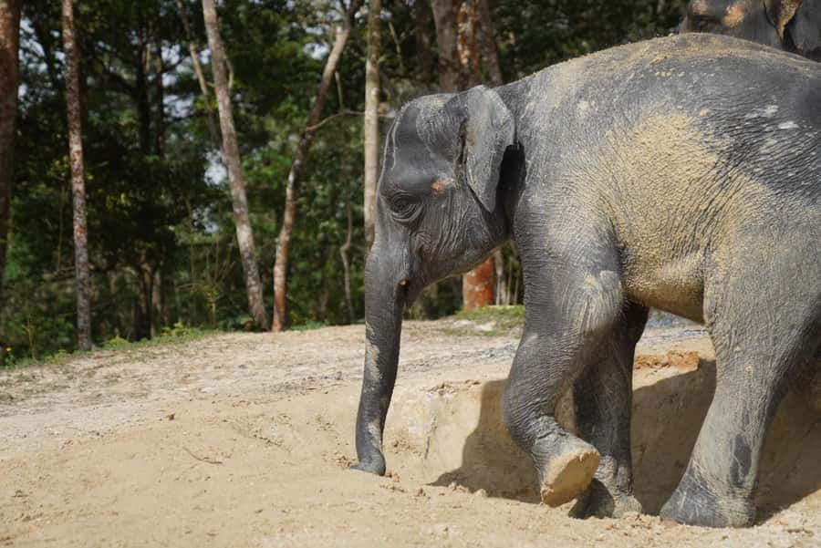Patong Highlights: Elephant Sanctuary Tour with Transfer - Why this Patong elephant tour feels different from typical animal days